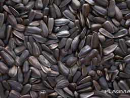 Подсолнечник / Sunflower seeds
