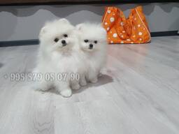Предлагаем купить щенков померанского шпица, белых, в Тбилиси или Батуми, в регионах.