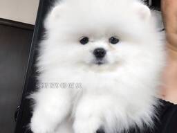 Предлагаю купить собаку, мини померанского шпица в Батуми и Тбилиси.