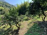 Продается Участок в Ортабатуми - фото 16