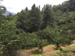 Продается земельный участок площадью 1500 кв. м в живописном поселке Гантиади.