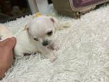 Продам Чихуахуа - photo 3