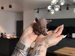 Продам котят сфинкса - photo 6