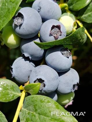 იყიდება ლურჯი მოცვის ნერგები. Продаём Саженцы Голубики In Vitro Собственного Производства