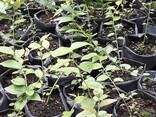 იყიდება ლურჯი მოცვის ნერგები. Продаём Саженцы Голубики In Vitro Собственного Производства - фото 3