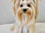 Продаётся щенки иорка - фото 6