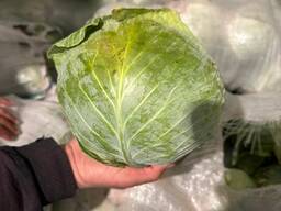 Продаю капусту на экспорт.