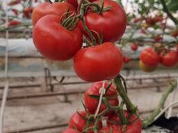 ვყიდი სათბურის პომიდორს ექსპორტზე.