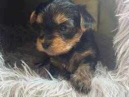 Продаются щенки йорка
