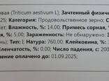 Пшеница 3 и 4 класс. Казахстан. - фото 1