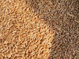Пшеница мягкая/твёрдая Казахстанская
