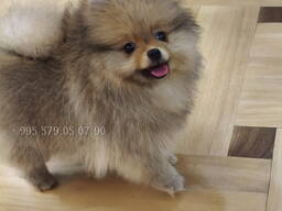 Роскошный щенок померанского шпица, настоящая принцесса с родословной FCG.