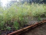 Саженцы эвкалипта и семена - фото 8