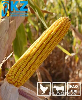 Семена гибридов кукурузы