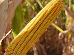 Семена гибридов кукурузы