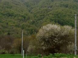 СЕРА