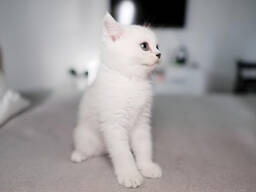 Серебристая шиншилла BRI ns11