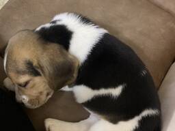 Щенок Бигль