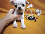Щенок чихуахуа, кремовый мальчик, коби в Тбилиси и Батуми. - фото 2