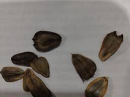 Silphia piercefolia-ს თესლი