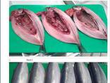 Скумбрия мороженая - фото 1