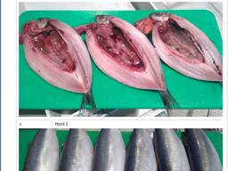 Скумбрия мороженая 400-600