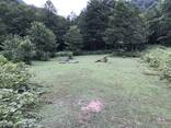 Срочно продаётся земельный участок 6000 кв. в национальном парке Mtirala,26 км. от Батуми. - фото 2