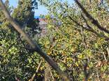 Участок - фото 8