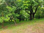 Участок - photo 10
