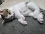 Котенок в добрые руки - photo 1
