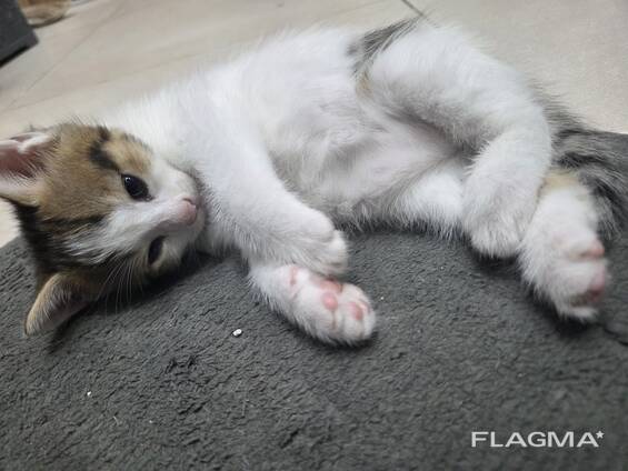 Котенок в добрые руки