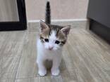 Котенок в добрые руки - photo 5