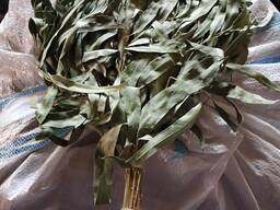 Веники для бани из эвкалипта