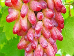 Виноград сортов Дамские пальчики из Узбекистана