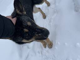 Выгул собак