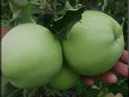 Яблоки из Грузии качественные, разные сорта. Цена договорная