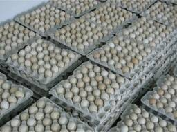 Яйца куриные инкубационные бройлер Ross-308