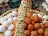 Яйцо куриное Столовое - размеры: C0, С1, C2, C3 - фото 1