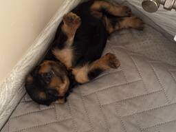 Йоркширский терьер