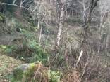 Земельный участок с домом в Батуми- Гантияди -Land plot with a house in Batumi - Gantiyadi - photo 15