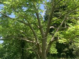 Земельный участок с видом на море Букнари Грузия/Land plot with sea view Buknari Georgia