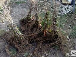 ვყიდი თხიმის ნერგებს