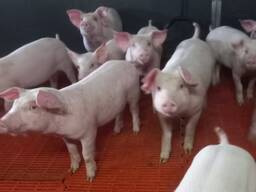 დანიური სელექციის ბეკონის (ხორცის) ტიპის ღორები