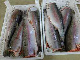 Лосось черноморский. Потрошеный, без головы.